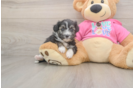 Aussiechon Pup Being Cute