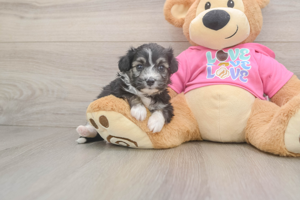 Aussiechon Pup Being Cute