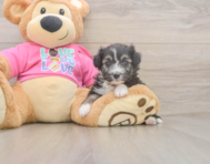5 week old Aussiechon Puppy For Sale - Florida Fur Babies