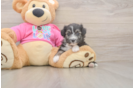 Best Aussiechon Baby