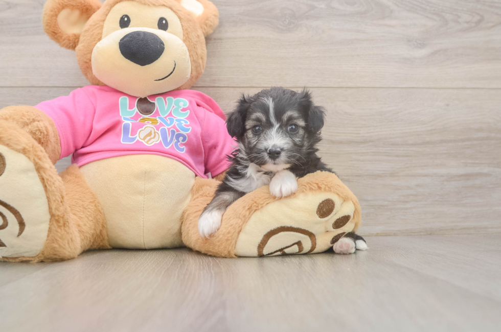 5 week old Aussiechon Puppy For Sale - Florida Fur Babies