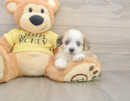 8 week old Aussiechon Puppy For Sale - Florida Fur Babies