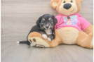 Energetic Aussie Bichon Designer Puppy