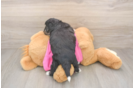 Aussiechon Puppy for Adoption