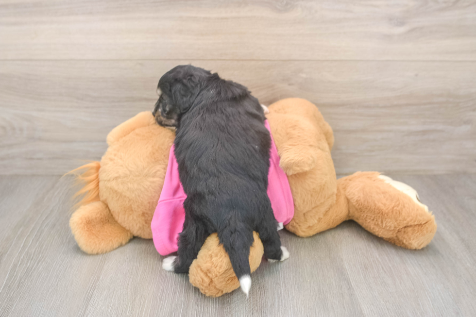 Aussiechon Puppy for Adoption