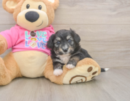 5 week old Aussiechon Puppy For Sale - Florida Fur Babies