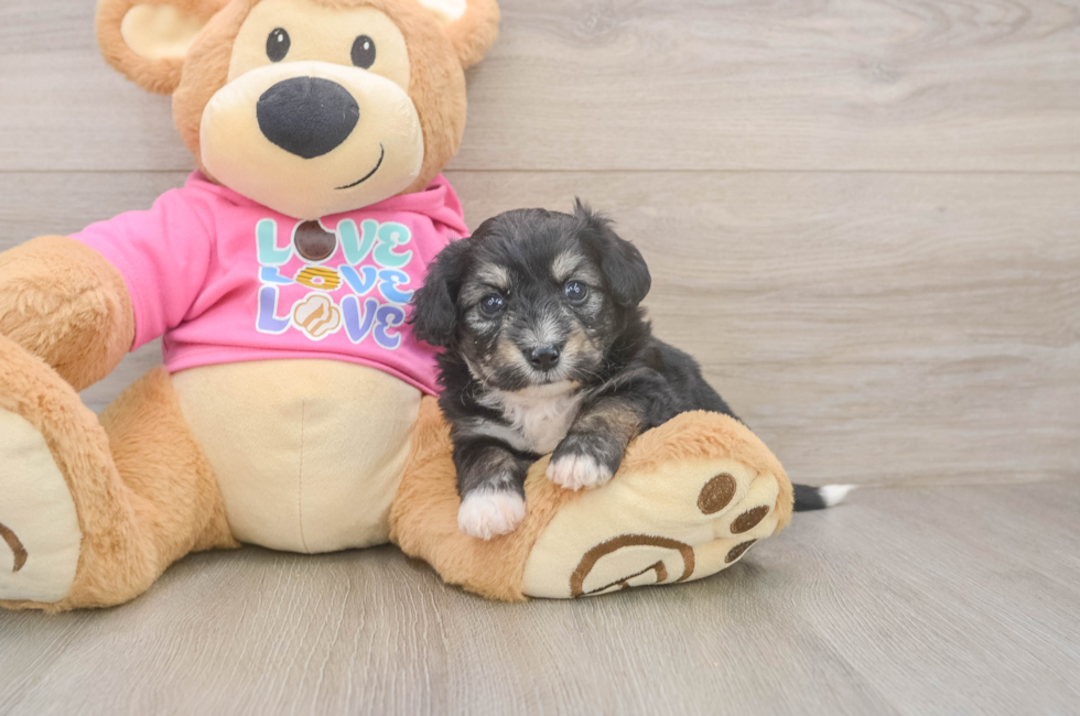 5 week old Aussiechon Puppy For Sale - Florida Fur Babies