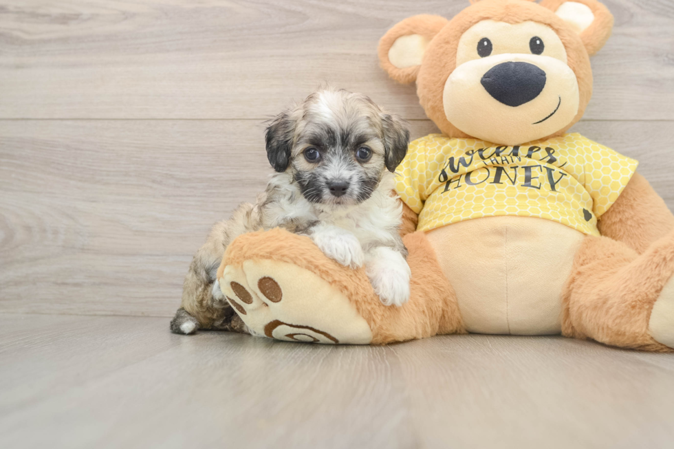 Aussiechon Puppy for Adoption