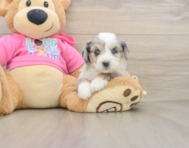 5 week old Aussiechon Puppy For Sale - Florida Fur Babies