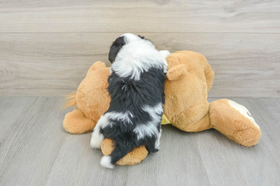 Aussiechon Pup Being Cute