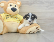 7 week old Aussiechon Puppy For Sale - Florida Fur Babies