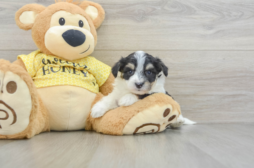 5 week old Aussiechon Puppy For Sale - Florida Fur Babies