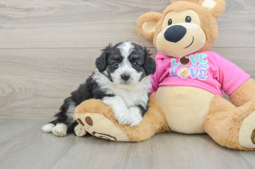 5 week old Aussiechon Puppy For Sale - Florida Fur Babies