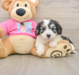 5 week old Aussiechon Puppy For Sale - Florida Fur Babies