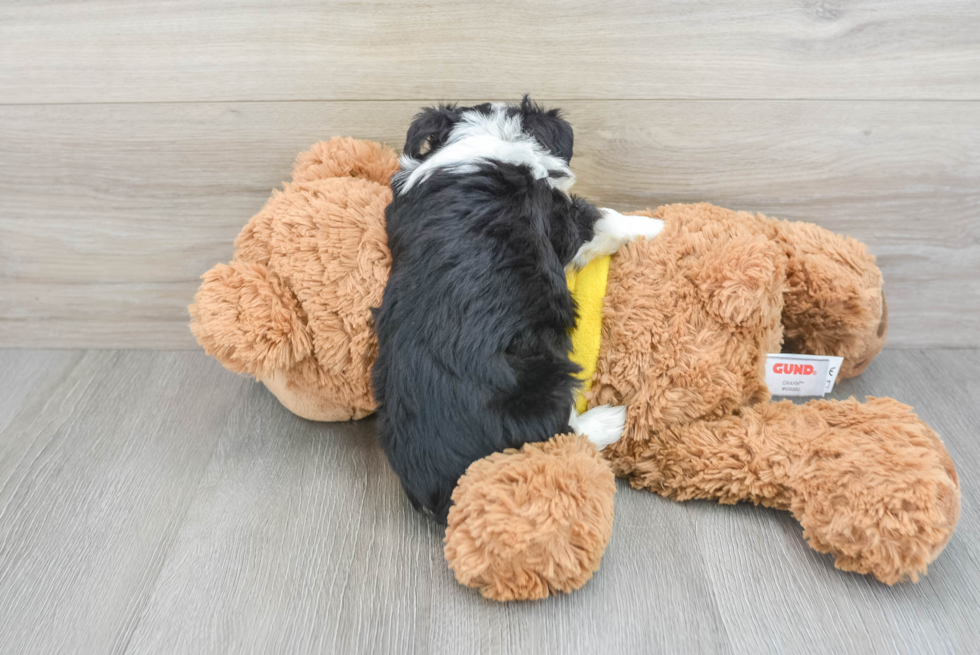 Aussiechon Puppy for Adoption