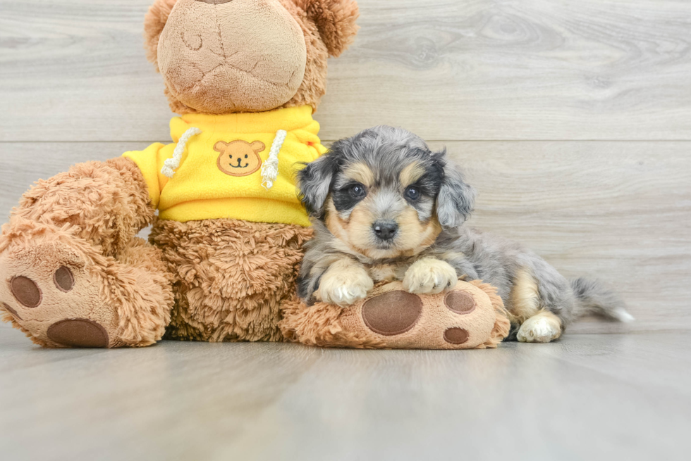 Little Aussie Bichon Designer Puppy