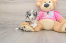 Aussiechon Pup Being Cute