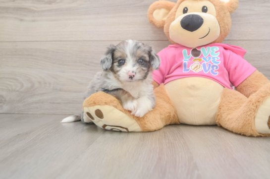 Aussiechon Pup Being Cute
