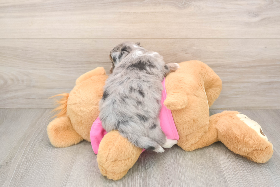 Best Aussiechon Baby