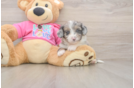 Aussiechon Puppy for Adoption