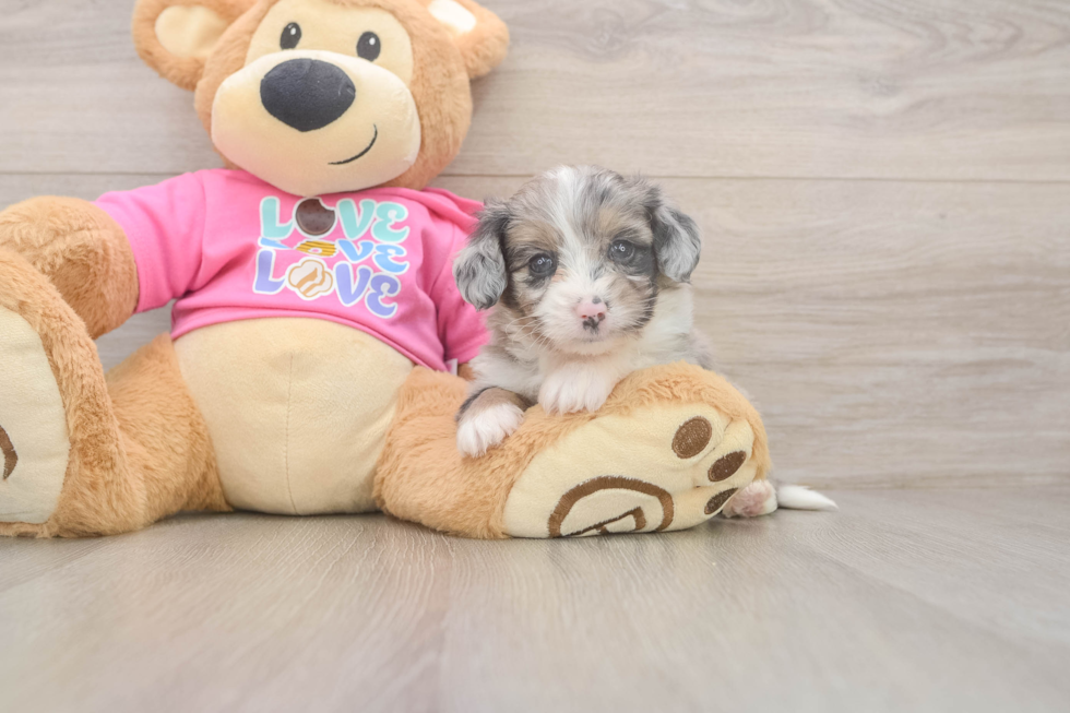 Aussiechon Puppy for Adoption