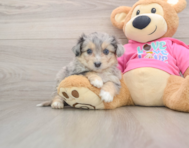5 week old Aussiechon Puppy For Sale - Florida Fur Babies