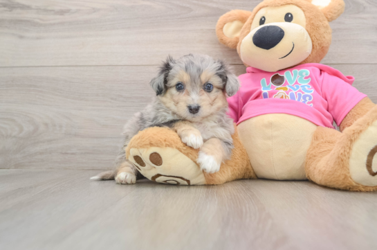 Best Aussiechon Baby