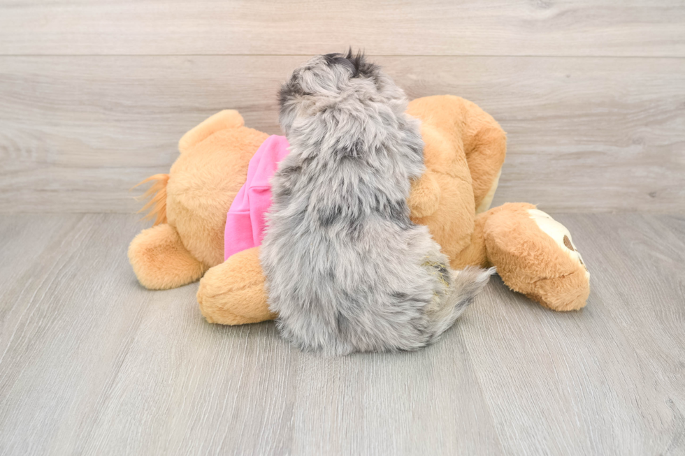 Happy Aussiechon Baby