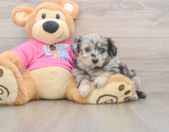 5 week old Aussiechon Puppy For Sale - Florida Fur Babies