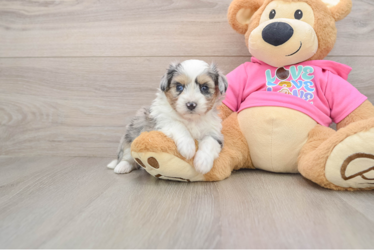 Little Aussie Bichon Designer Puppy