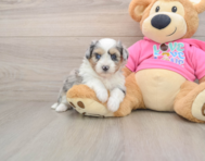 6 week old Aussiechon Puppy For Sale - Florida Fur Babies