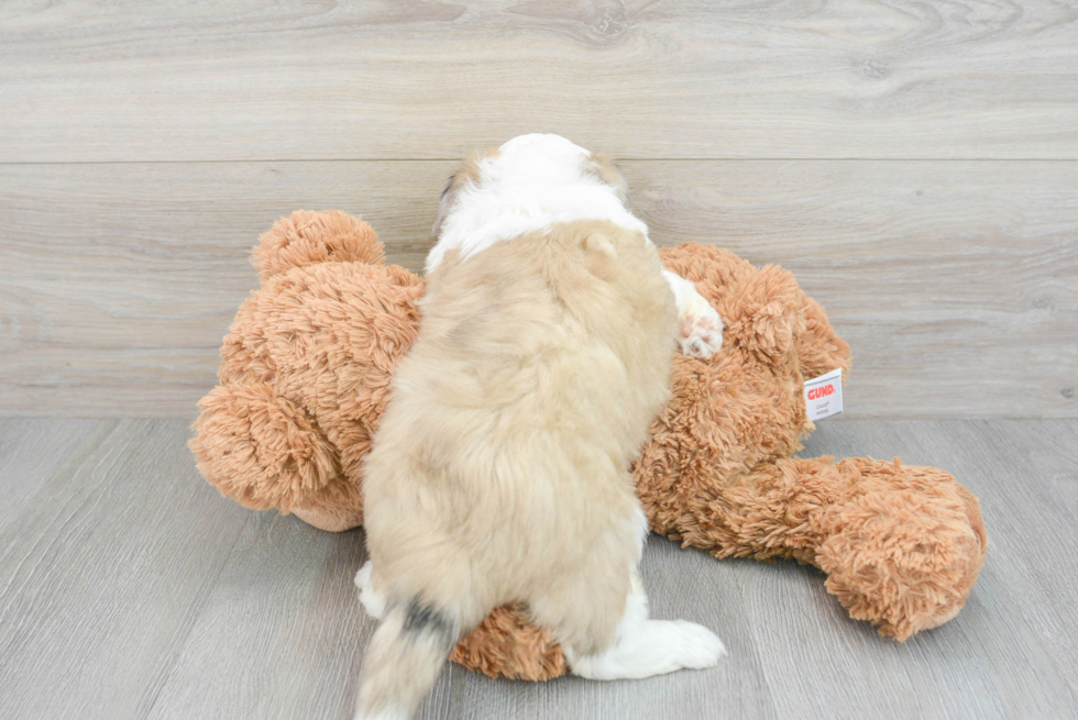 Aussiechon Puppy for Adoption