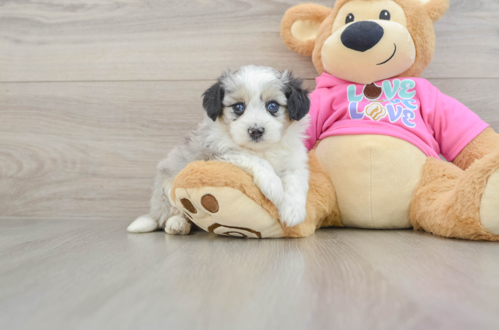 5 week old Aussiechon Puppy For Sale - Florida Fur Babies
