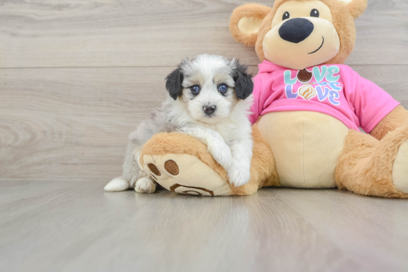 Meet Athena - our Aussiechon Puppy Photo 1/3 - Florida Fur Babies