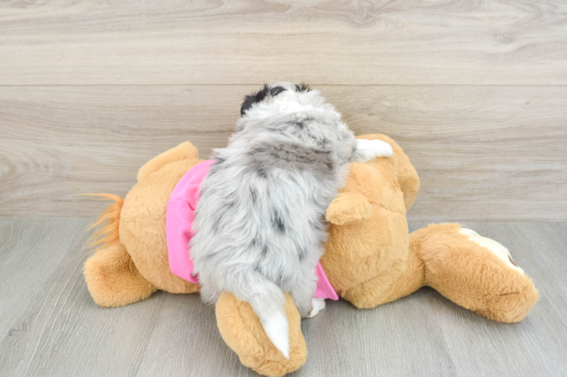 Meet Athena - our Aussiechon Puppy Photo 2/3 - Florida Fur Babies