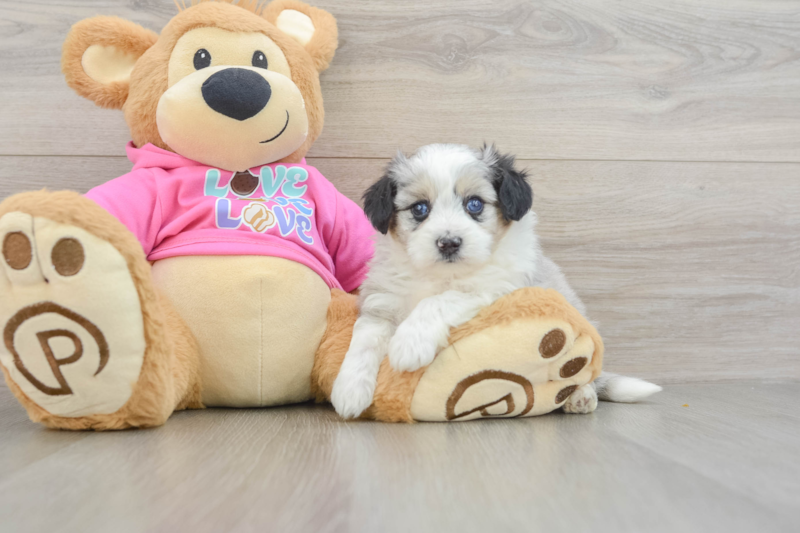 Meet Athena - our Aussiechon Puppy Photo 3/3 - Florida Fur Babies