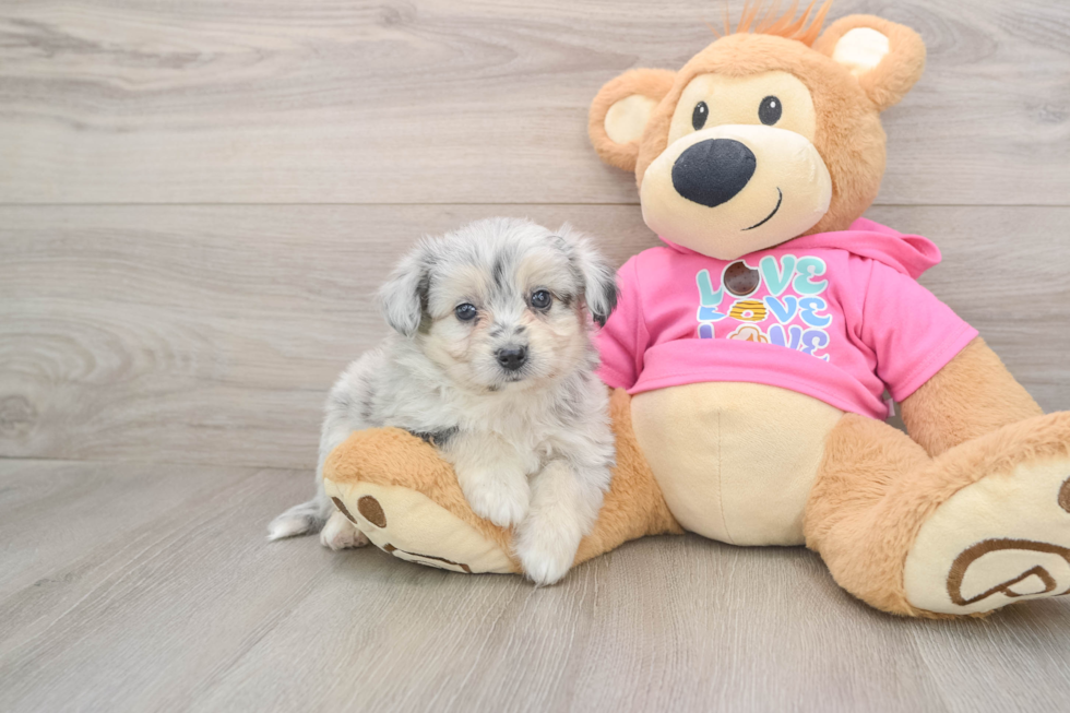 Best Aussiechon Baby