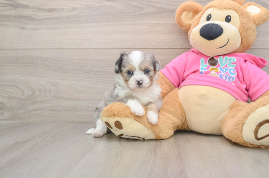 Petite Aussiechon Designer Pup