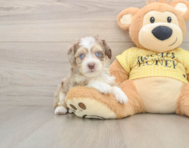 9 week old Aussiechon Puppy For Sale - Florida Fur Babies