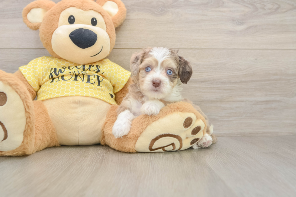 Aussiechon Puppy for Adoption