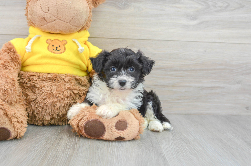 8 week old Aussiechon Puppy For Sale - Florida Fur Babies