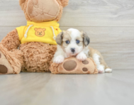 8 week old Aussiechon Puppy For Sale - Florida Fur Babies