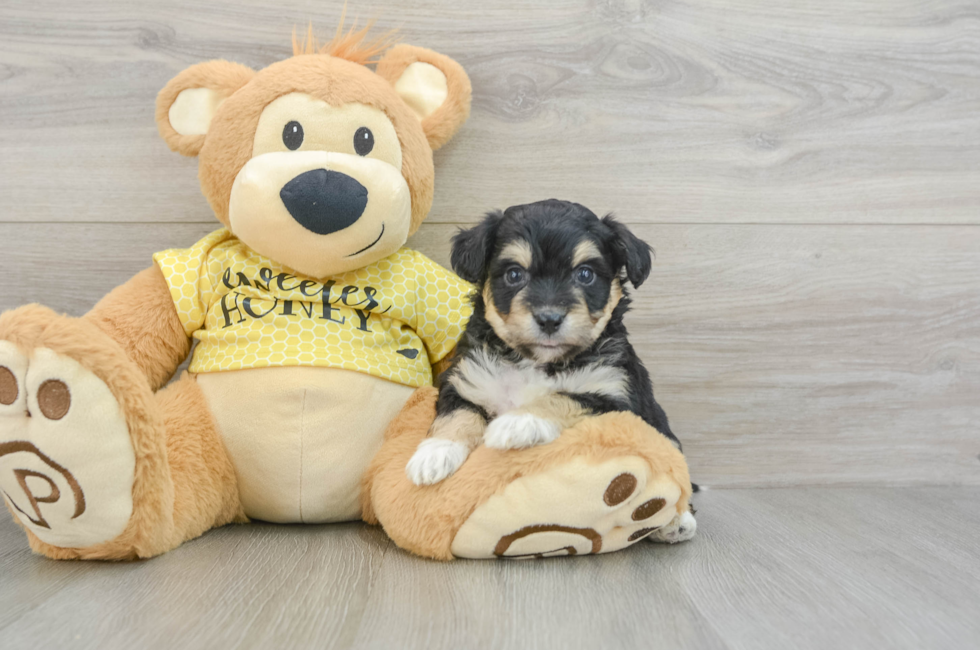 5 week old Aussiechon Puppy For Sale - Florida Fur Babies