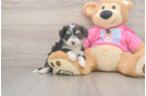 Best Aussiechon Baby