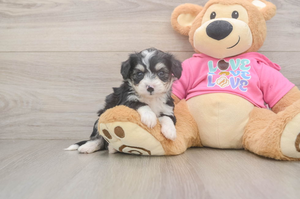 5 week old Aussiechon Puppy For Sale - Florida Fur Babies