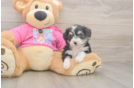 Popular Aussiechon Designer Pup