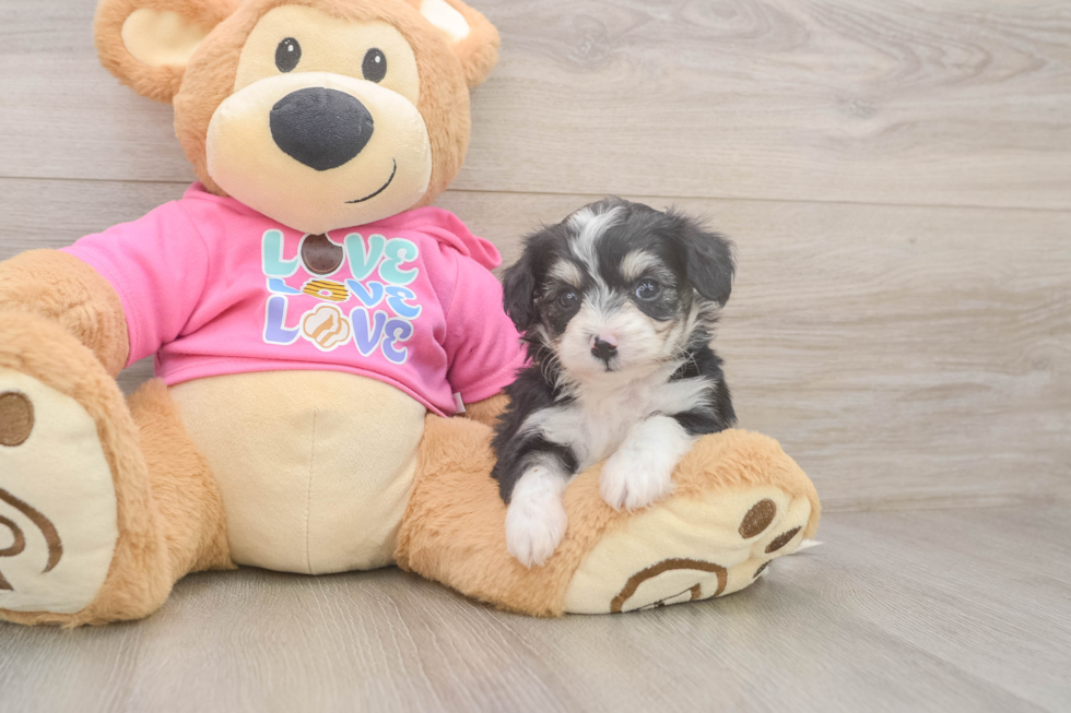 Popular Aussiechon Designer Pup