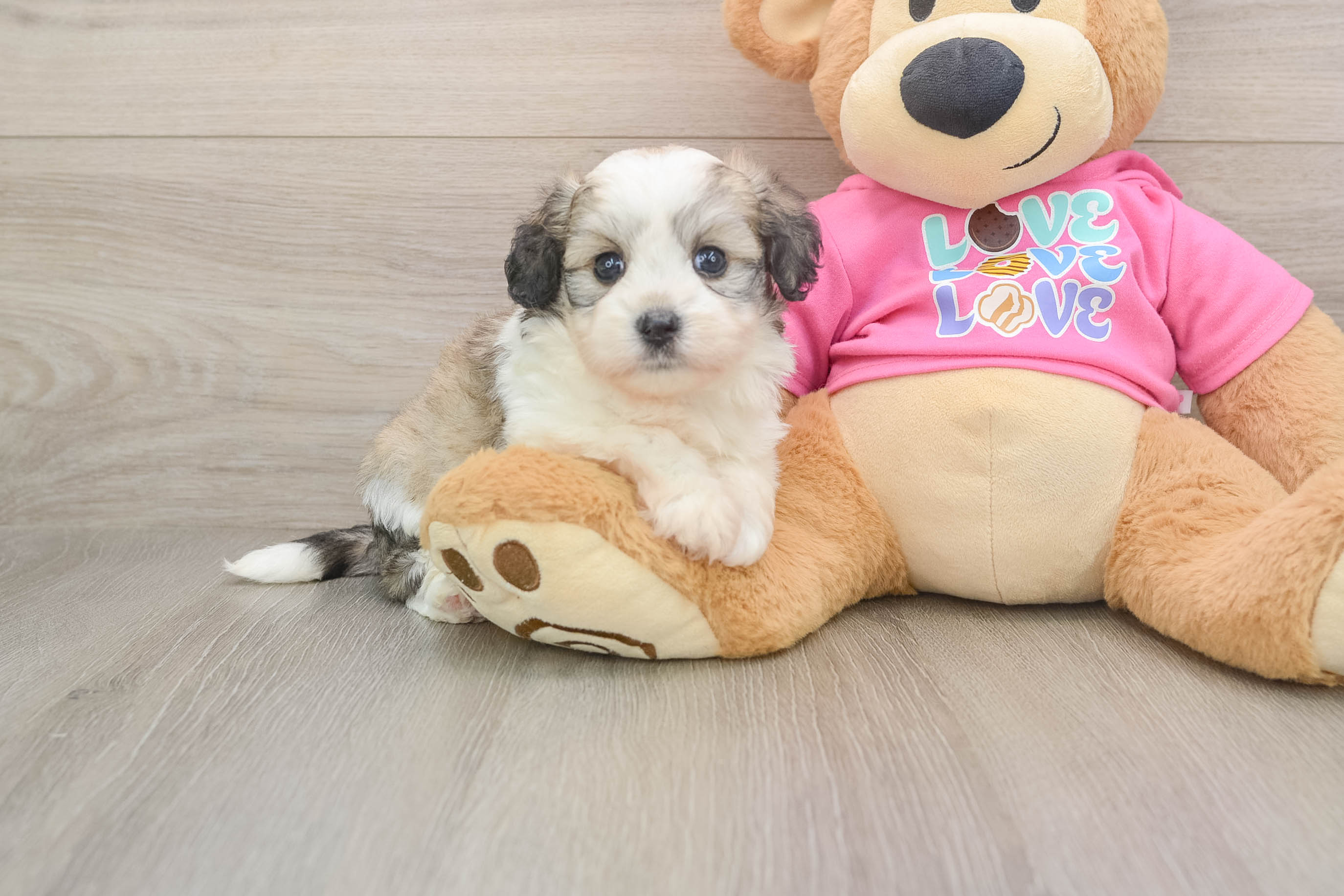 Funny Aussiechon Designer Pup