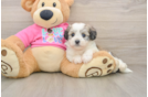 Smart Aussiechon Designer Pup