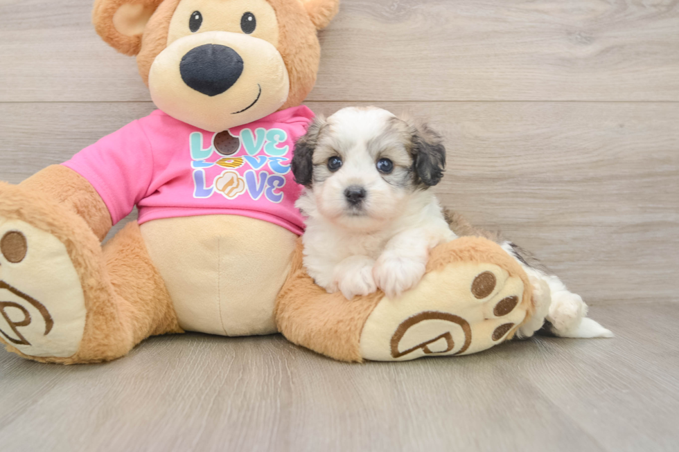 Smart Aussiechon Designer Pup